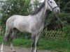 horse Palmiro HS (Polish Warmblood, 2011, from Otyn)