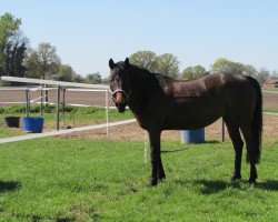 broodmare Fine (German Riding Pony, 1999, from Fiorello)