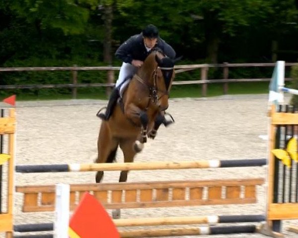 broodmare Nobless 82 (Oldenburg show jumper, 2010, from Numero Uno)