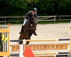 broodmare Lintina 2 (Oldenburg show jumper, 2008, from Hh Linton)