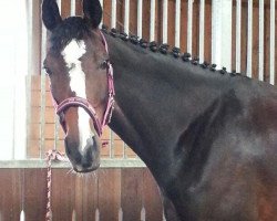 jumper Amon avis (German Sport Horse, 2009, from Acordelli)