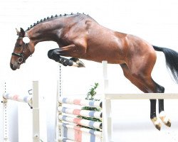 jumper Clintanos The Rock (Holsteiner, 2011, from Clinton I)