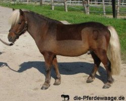 dressage horse Jim Knopf (German Classic Pony, 2002, from Jappelu)