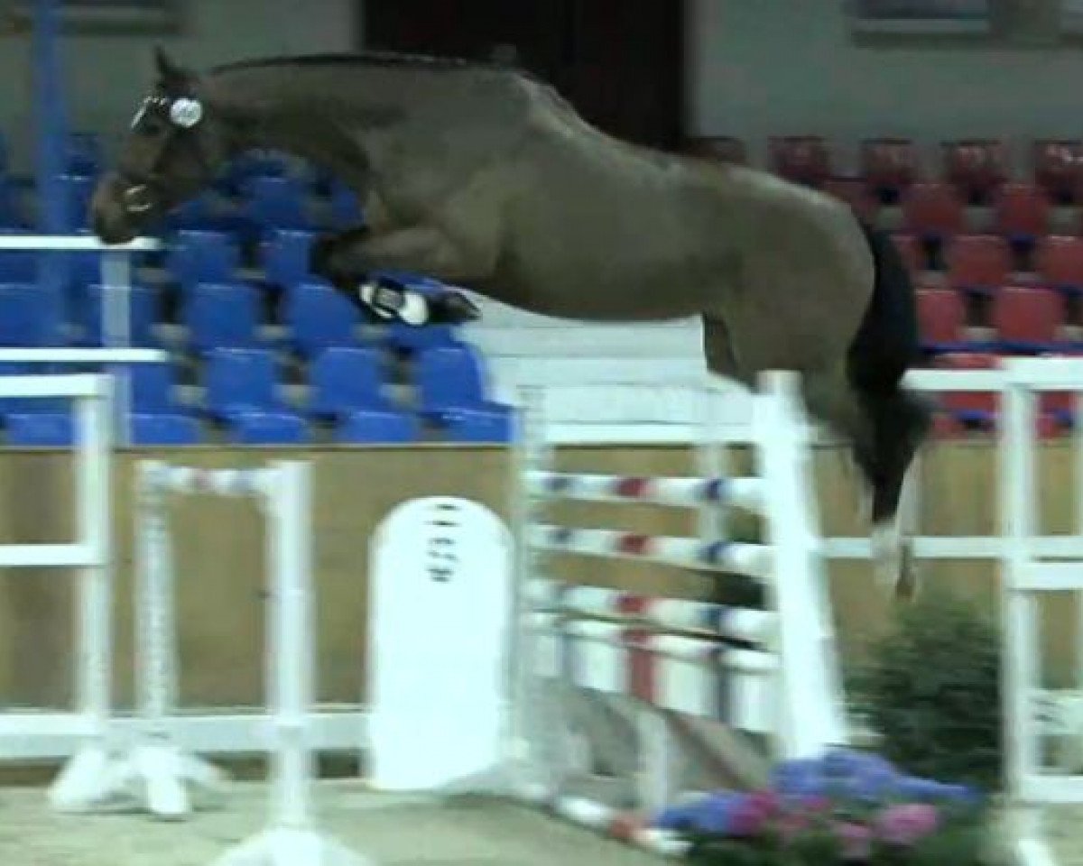 broodmare Cieryana C. (Oldenburg, 2011, from Van Helsing)