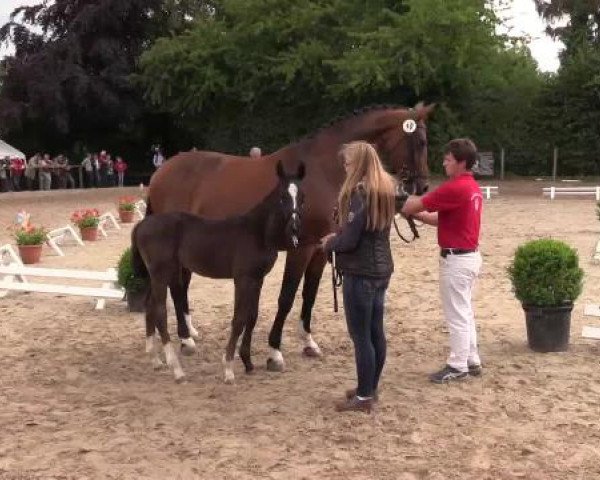 Stuten- und Fohlenschau Gevelsberg, 18.06.2015, Warmblutfohlen
