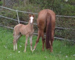 Dressurpferd Casper S (Deutsches Reitpony, 2014, von Cosmopolitan NRW)