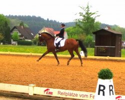 dressage horse Kuhli (Holsteiner, 2000, from Equest Carnute)