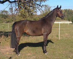 broodmare Lara D (Hanoverian, 1997, from Lagoheidor G)