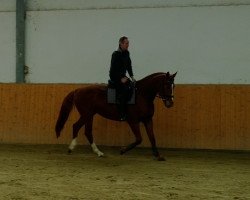 Springpferd K 2 (Österreichisches Warmblut, 2010, von Kalimeris d'Ariel)