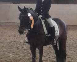 dressage horse Venga 3 (German Riding Pony, 2004, from Vivaldi)