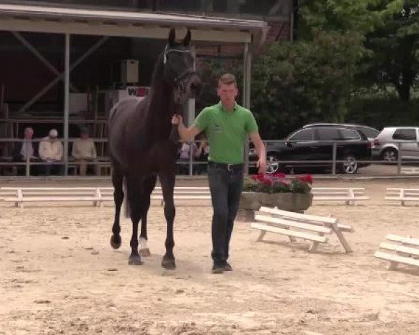 Stuten- und Fohlenschau Münster-Albachten, 17.06.2015, 3-jährige Warmblut- und Ponystuten