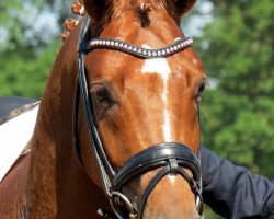 dressage horse Fashion Freak Vp (Hanoverian, 2009, from Fidertanz)