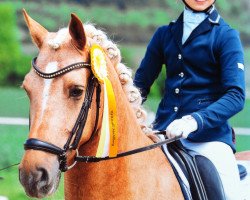 dressage horse Designer 11 (Deutsches Reitpony, 2006, from Don Joshi)