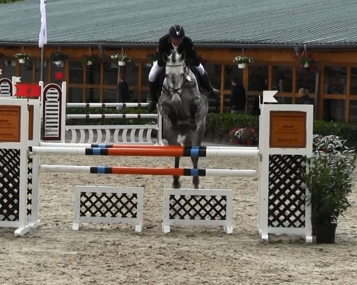 Zuchtstute Cenja 3 (Rheinländer, 2008, von Cassini Boy Junior)