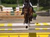 broodmare Clarissa 135 (German Sport Horse, 2007, from Cancoon)