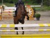 jumper Costello (German Sport Horse, 2008, from Chateau de Brion Quainton)