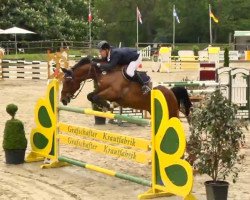 jumper Dobert (Hessian Warmblood, 2004, from D-Online)