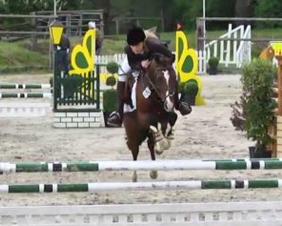 Springpferd Camillo WE (Deutsches Reitpony, 2009, von FS Cracker Jack)