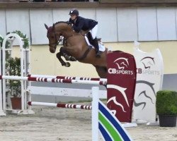 jumper Cassus 5 (German Sport Horse, 2009, from Chap 47)