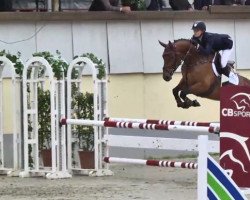 jumper Thunder Girl (Swedish Warmblood, 2009, from Thunder van de Zuuthoeve)