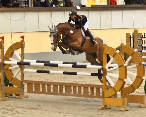 jumper Isabeau Taurine (Belgian Warmblood, 2008, from Diabeau)