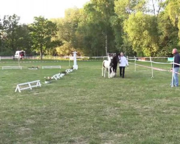Stuten- und Fohlenschau Steinheim, 16.06.2015, Pintofohlen