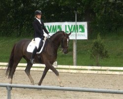 dressage horse Diplomat 105 (Oldenburg, 2006, from Don Schufro)