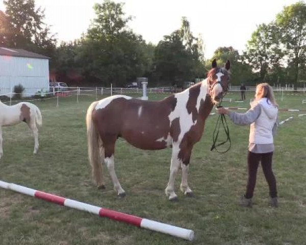 Stuten- und Fohlenschau Steinheim, 16.06.2015, Pintofohlen