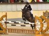 jumper Chellino 2 (Hanoverian, 2008, from Canturo)