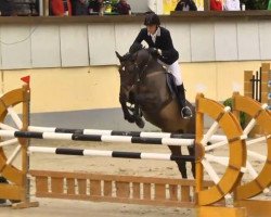 jumper Chellino 2 (Hanoverian, 2008, from Canturo)