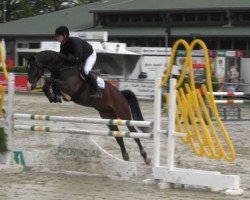 jumper Calou 5 (Oldenburg show jumper, 2009, from Contendro I)