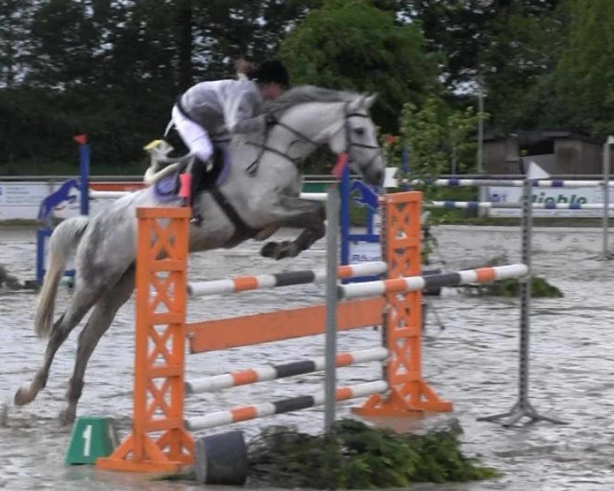 jumper Jeton 13 (Oldenburg, 2005, from Contendro I)
