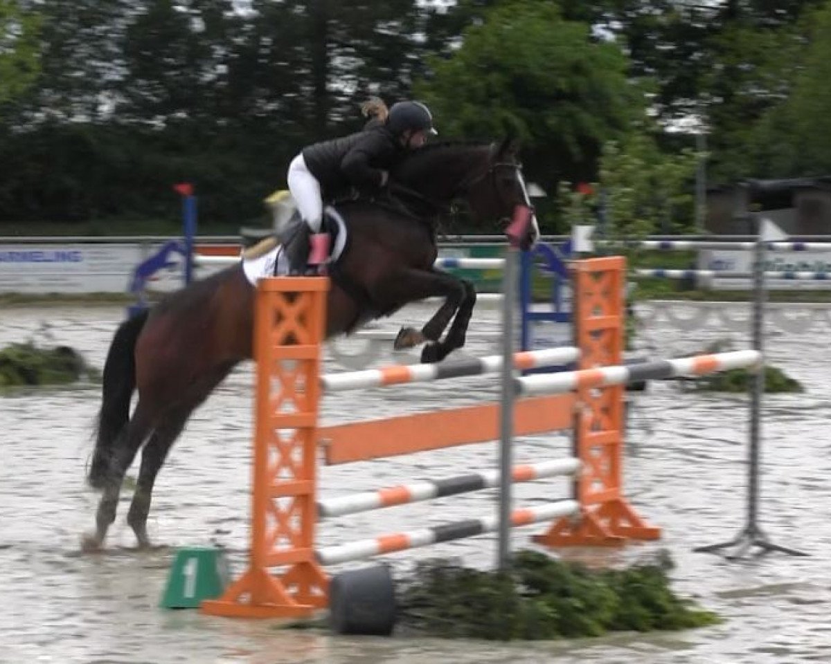 Zuchtstute Arielle 316 (Oldenburger Springpferd, 2002, von Adlantus As FRH)