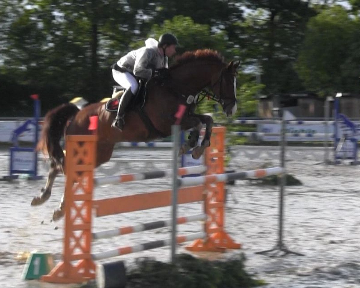 Springpferd Lissabon 52 (Westfale, 2006, von Lissabon 29)