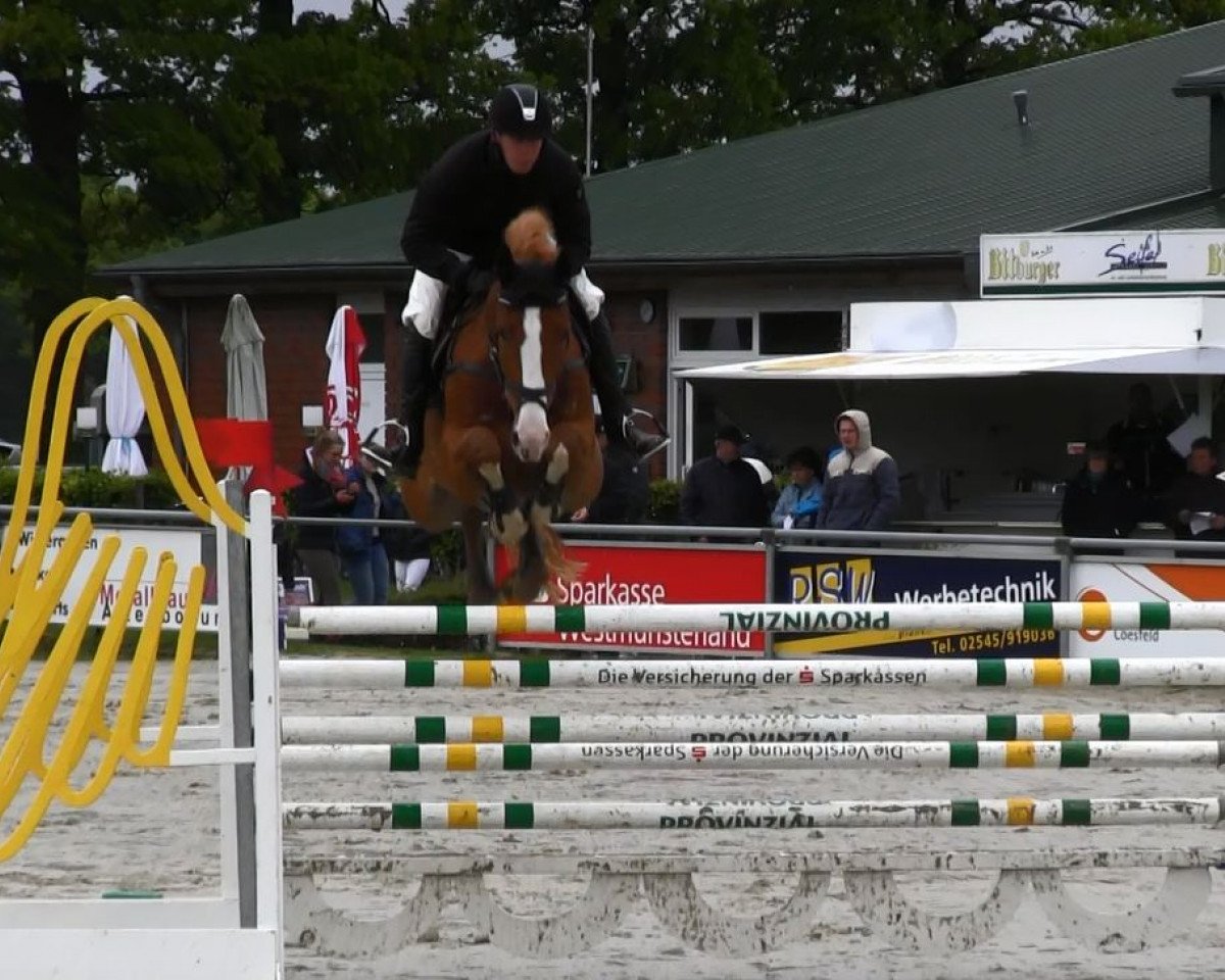 jumper El Paso 188 (Hanoverian, 2006, from Escudo I)