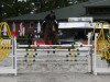 jumper Cecil 13 (Oldenburg show jumper, 2006, from Celano)