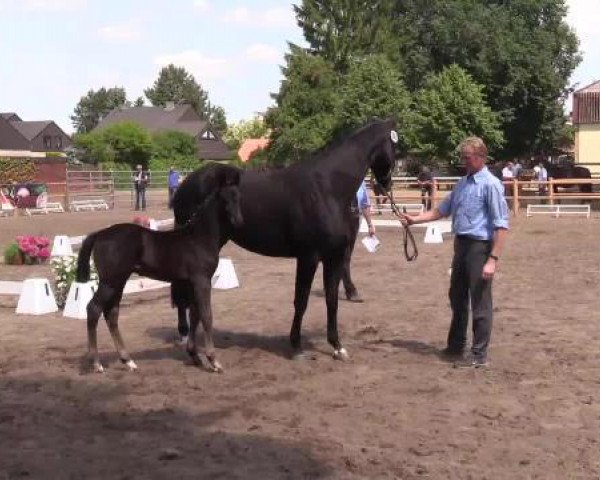 Stuten- und Fohlenschau Warendorf, 15.06.2015, Warmblutfohlen