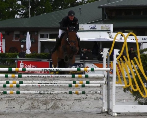 jumper Dschingis Boy (German Sport Horse, 2005, from Dinglinger)