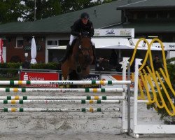 Springpferd Dschingis Boy (Deutsches Sportpferd, 2005, von Dinglinger)