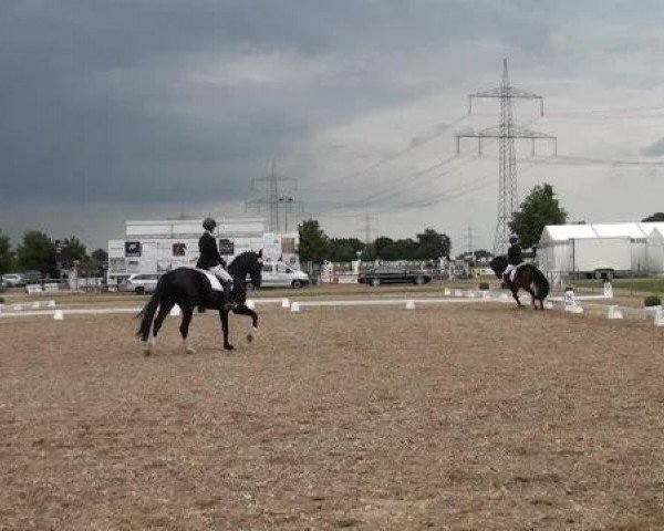 Sommerturnier RFV Heinsberg 2015