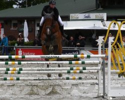 jumper Benedikt 29 (Oldenburg show jumper, 2005, from Balou du Rouet)