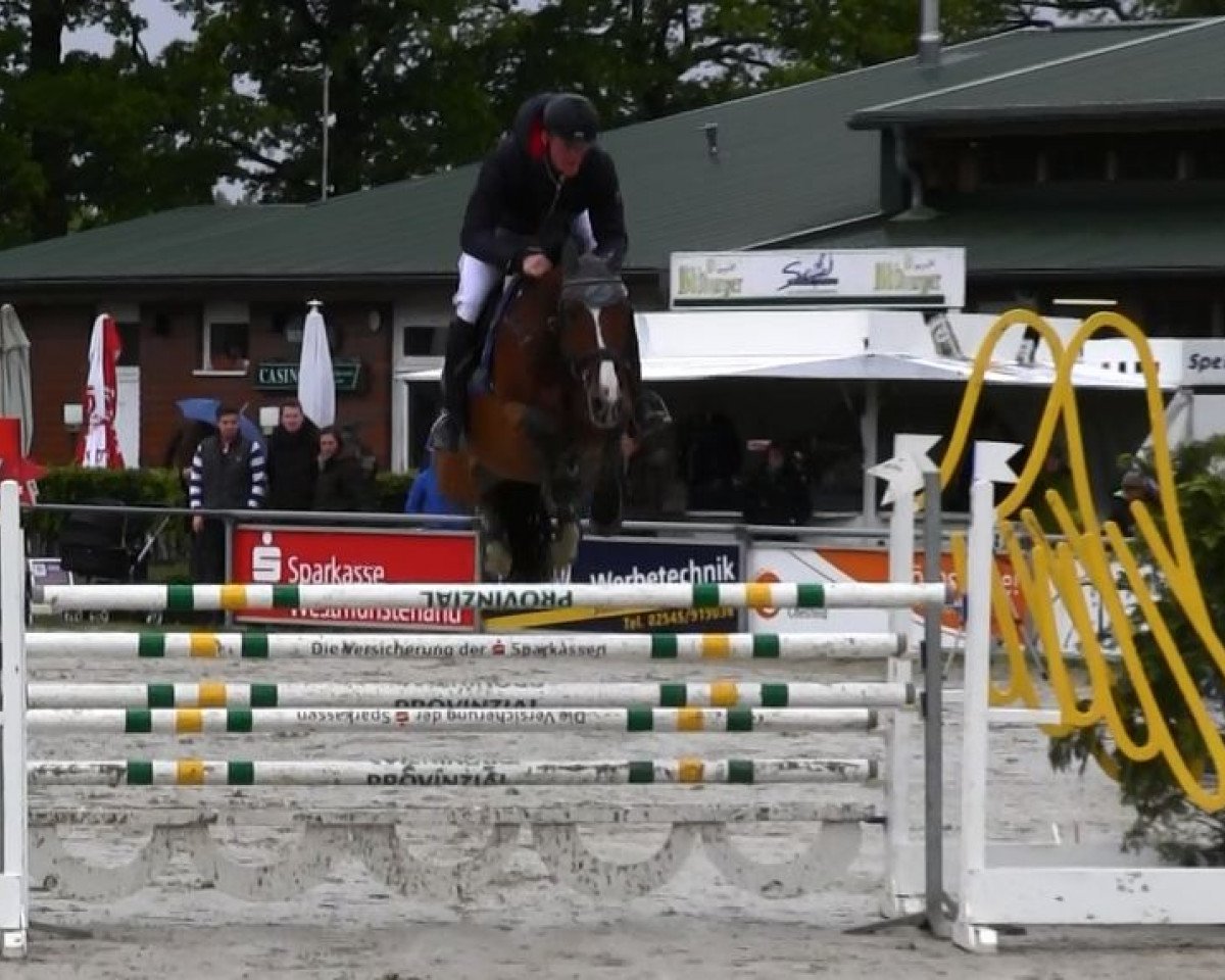 jumper Lycando (Oldenburg, 2002, from Lycos)