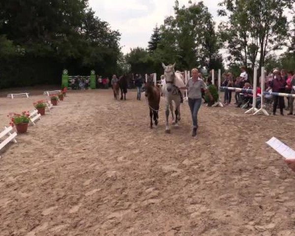 Stuten- und Fohlenschau Gevelsberg, 18.06.2015, Warmblutfohlen - springbetont -