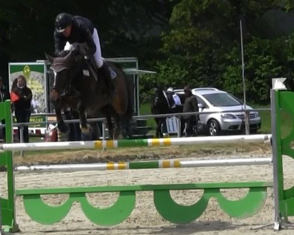 jumper Diorrike (KWPN (Royal Dutch Sporthorse), 2008, from Warrant)