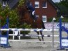 jumper Caspar 249 (Hanoverian, 2009, from Calido I)