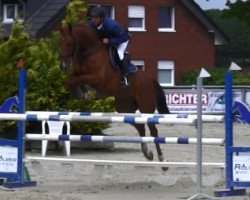 jumper Caspar 249 (Hanoverian, 2009, from Calido I)