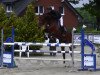 jumper Sagolda (Oldenburg show jumper, 2008, from Sandro Boy)