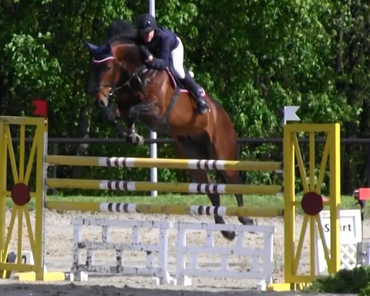 jumper Can Do It 16 (Westphalian, 2007, from Contendro I)