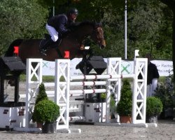 broodmare Calida 55 (Oldenburg show jumper, 2004, from Converter I)