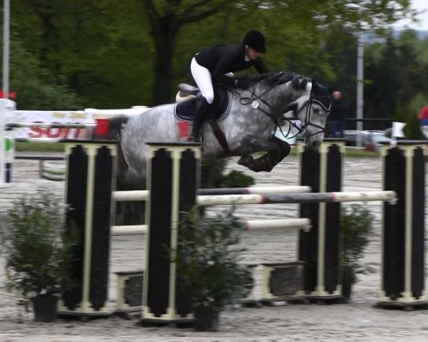 jumper Banderas 30 (KWPN (Royal Dutch Sporthorse), 2006, from Indorado)